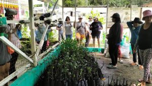 Mangrove Nursery Project Managed by Bagongon Women