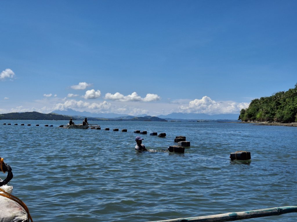 A fisherfolk member stands in waist-deep seawater arranging floaters along a longline mussel culture system, with small boats and coastal hills visible in the background.