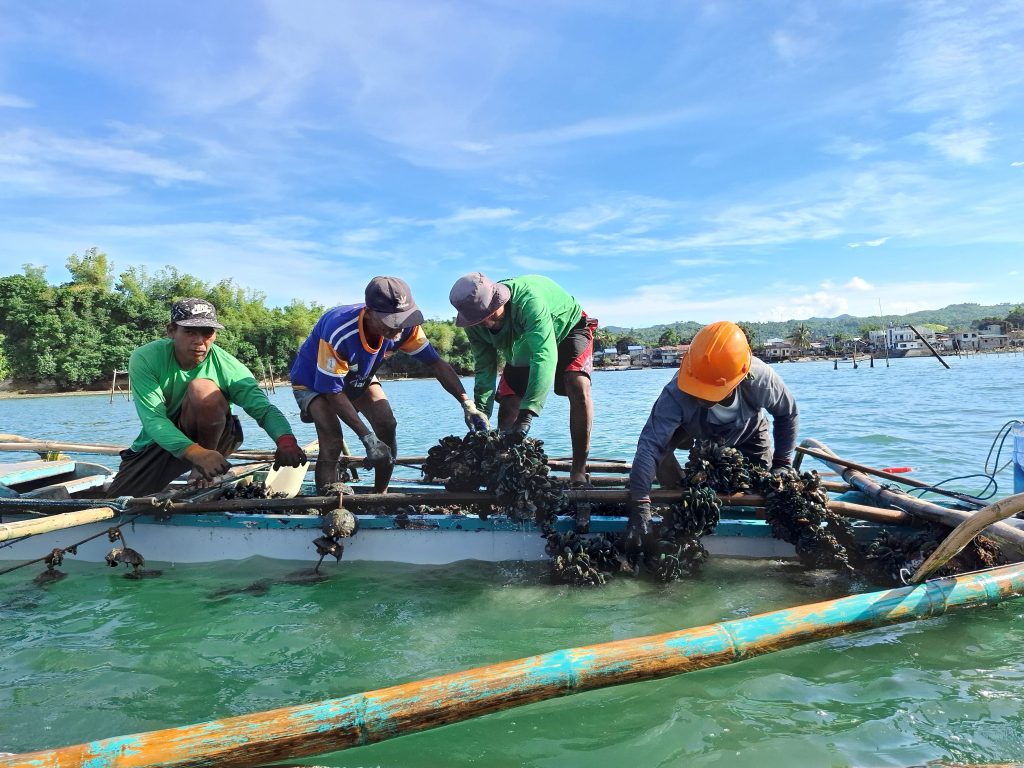 Four fisherfolk stand on a small wooden boat pulling up ropes heavy with green mussels from a longline culture system in coastal waters, with shoreline houses visible in the background.