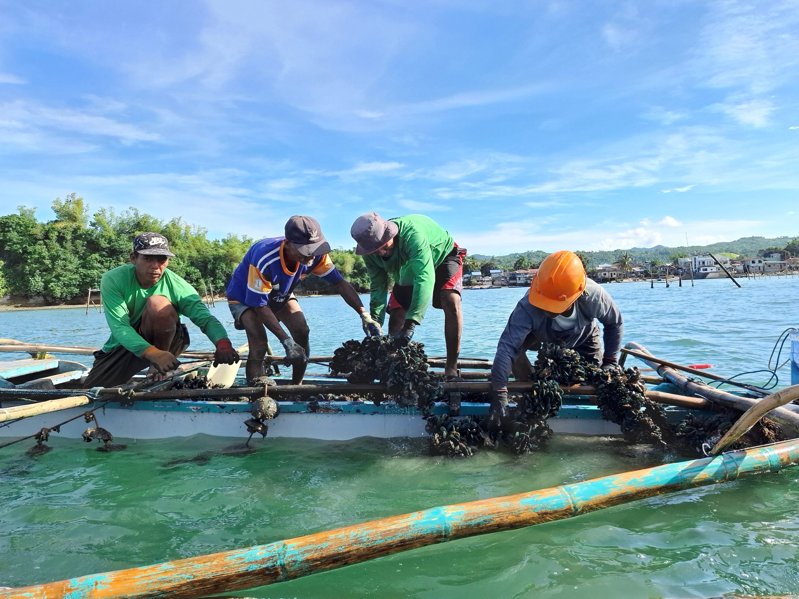 Four fisherfolk stand on a small wooden boat pulling up ropes heavy with green mussels from a longline culture system in coastal waters, with shoreline houses visible in the background.