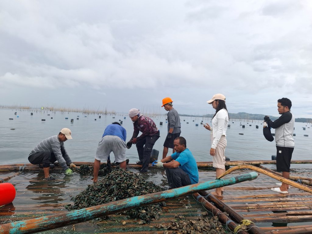 Several fisherfolk stand on a bamboo raft in shallow coastal waters, sorting freshly harvested green mussels into piles, with rows of longline floaters visible in the background.